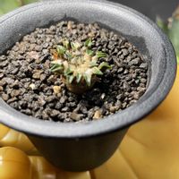 サボテン,アリオカルプス 白花姫牡丹,アリオカルプス属,お花見てみたいの画像