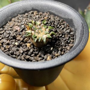 サボテン,アリオカルプス 白花姫牡丹,アリオカルプス属,お花見てみたいの画像