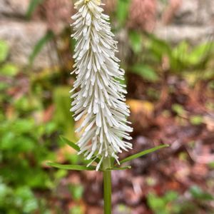 シライトソウ,山野草,絶滅危惧種,常緑多年草,植栽の画像