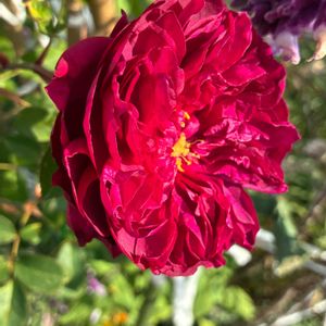 バラ,ビオラ,夕日✨の画像