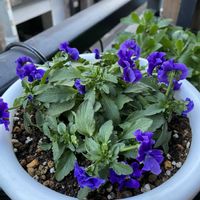 ビオラ,ミルフルの画像