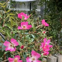 山茶花,バレリーナ,ハナアロエ,マサキの実,海散歩♡の画像