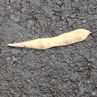 フジ,ネムの木,フジ？ ネムノキ？,散歩,マメ科の画像