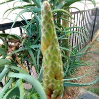 アロエ,アロエ,アロエ,アロエ　ブリザード,アロエブリザードの画像