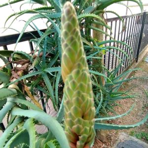 アロエ,アロエ,アロエ,アロエ　ブリザード,アロエブリザードの画像