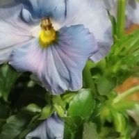 ビオラ,花のある暮らし,ビオラ・パンジー,小さな幸せ♡,おうち園芸の画像