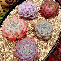 多肉植物,多肉寄せ植え,多肉植物のある暮らし,多肉を楽しむ,フクロウ祭りの画像