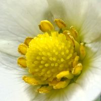 ワイルドストロベリー,ワイルドストロベリーの実,ワイルドストロベリーの花,おうちde菜園　たなばたの画像