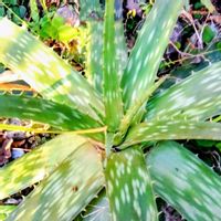 アロエ,アロエ,アロエベラ,アロエベラ,今日のお花の画像