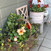 ビオラ,ビオラ・パンジー,葉牡丹リース,おうち園芸,ミニ葉牡丹育て隊の画像