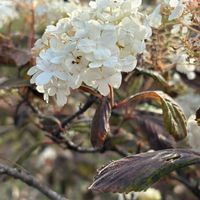 オオデマリ,ビバーナム,大阪市立長居植物園の画像