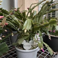 サボテン,シャコバサボテン,デンマークカクタス,デンマークカクタス オレンジモモコ,デンマークカクタス　ニレの画像