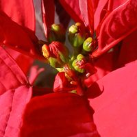 アロエ,シロタエギク,ポインセチア,鉢植え,ガーデニングの画像