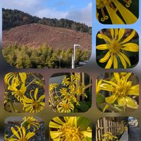 ガザニア,ツワブキ,ネメシア,ランタナ,こむらさきの画像