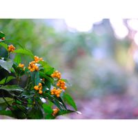 センリョウ,広い庭の画像