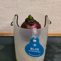 ヒヤシンス,球根植物,ベランダー,ヒヤシンス水栽培,リビング・ダイニングの画像