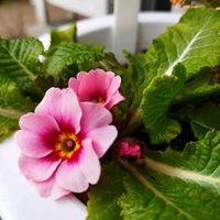 エリカ,プリムラ,松ぼっくりツリー✨,手作り毛糸の編み物,ちまちましごとの画像