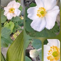 シュウメイギク,ツバキ,ビオラ,エンジェルトランペット,ハナカタバミ（オキザリス）の画像