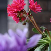 レウィシア,鉢植え,夏越し,庭の画像