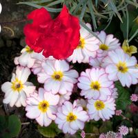 カーネーション,赤いカーネーション,赤い花,鉢植え,花のある暮らしの画像