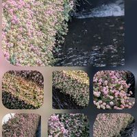 サザンカ,ヒメツルソバ,金のなる木,コバノランタナ,寒椿の画像