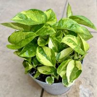 ポトス,斑入り,斑入り,斑入りポトス,斑入りポトスの画像