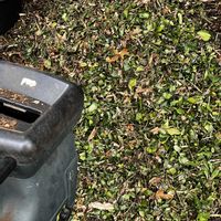 ウメ,プラム,剪定,残渣処理の画像