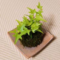 ヘデラ ライトフィンガー,ネコ好き,緑のある暮らし,猫のいる生活,猫のいる暮らしの画像