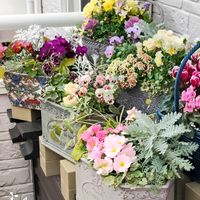 アジサイ,アリッサム,クリスマスローズ,コバノズイナ,セイヨウニンジンボクの画像