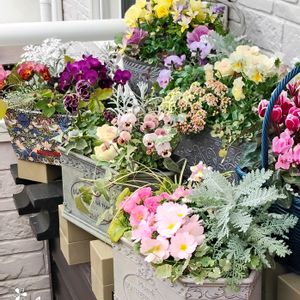 アジサイ,アリッサム,クリスマスローズ,コバノズイナ,セイヨウニンジンボクの画像