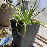 アガベ,アガベ・アメリカーナ・ エクスパンサ,アガベ 風雷神,マンガべバッドヘアデイ,多肉植物の画像