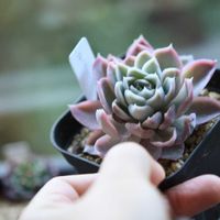 エケベリア ティアラ,エケベリア属,植中毒,タニラー,岩手県の画像