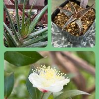 アブチロン,アロエ,銀梅花,今日のお花,るる　かまぼこ板で繋がる輪の画像