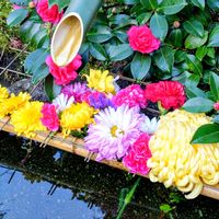 キク,キク,山茶花,山茶花の画像