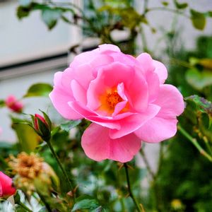 バラ,バラの画像