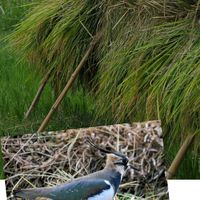 いね,花散歩,OLYMPUS,ミラーレス一眼,OM SYSTEMの画像