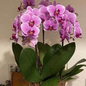 胡蝶蘭,年の瀬,玄関の画像