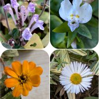 ジニア,ホトケノザ,エリゲロン,トキワハゼ,ビタミンカラーの画像