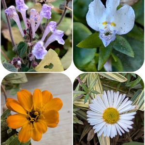 ジニア,ホトケノザ,エリゲロン,トキワハゼ,ビタミンカラーの画像