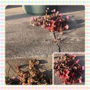 ポリゴナム（ヒメツルソバ）,多肉植物,多肉大好き,花のある暮らし,ど根性の画像