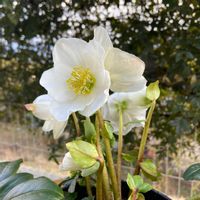 クリスマスローズ,クリスマスローズ ニゲル,ガーデニング,お迎えしました〜❤︎,ラグんちの画像