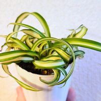 オリヅルラン,オリヅルラン ボニー,観葉植物,葉っぱ,花のある暮らしの画像