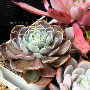 ホワイトゴースト,ネオンブレーカーズ,花火,花火,ピーチモンドの画像