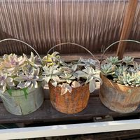 朧月,秋麗,桜牡丹,多肉植物,ガーデニングの画像