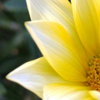 ガザニア,イエロー,大好きな花,シルエット❤︎,風の中の画像