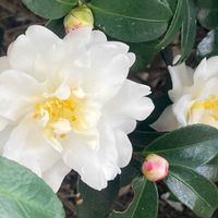 サザンカ,観葉植物,白い花,癒し,グリーンのある暮らしの画像