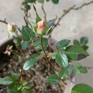 バラ,ミニバラ,薔薇,ばら,ミニ 薔薇の画像