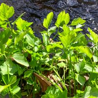 セリ,セリ,新月,七草粥,芹(せり)の画像