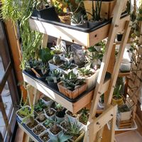 アガベ,観葉植物,DIY,塊根植物,オトンナ属の画像