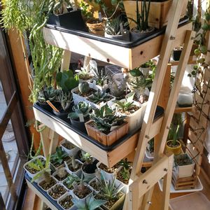 アガベ,観葉植物,DIY,塊根植物,オトンナ属の画像